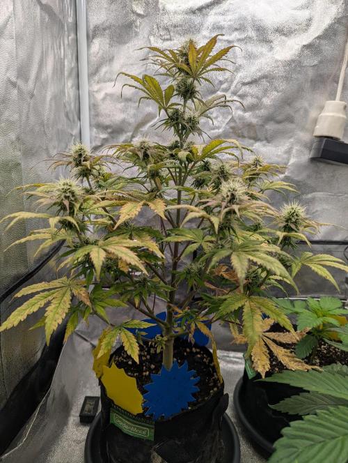 Auto Grow 25 No12 - Do-Si-Dos Auto. Week 9 - Day 57