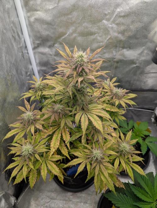 Auto Grow 25 No12 - Do-Si-Dos Auto. Week 9 - Day 57