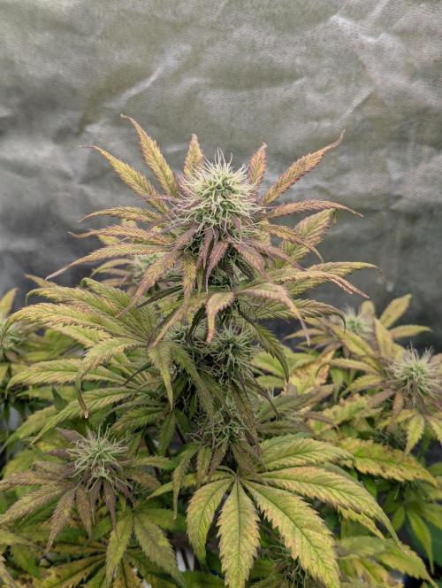 Auto Grow 25 No12 - Do-Si-Dos Auto. Week 9 - Day 57