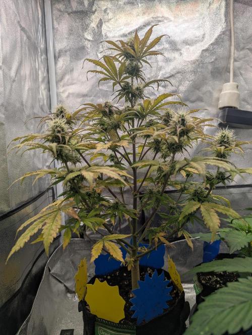 Auto Grow 25 No12 - Do-Si-Dos Auto. Week 9 - Day 59