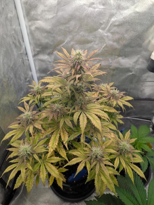 Auto Grow 25 No12 - Do-Si-Dos Auto. Week 9 - Day 59