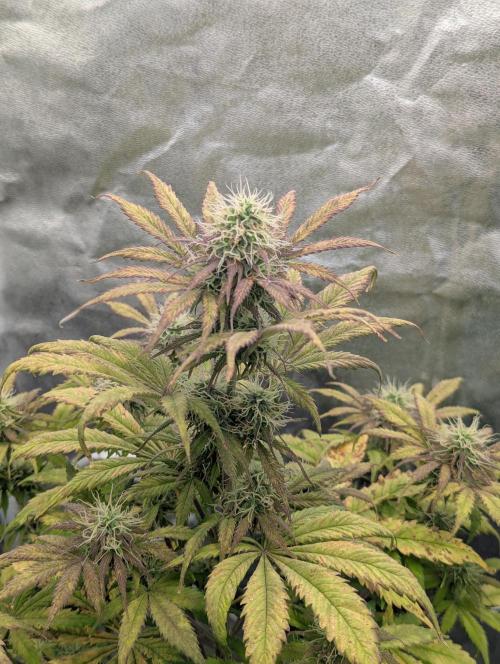 Auto Grow 25 No12 - Do-Si-Dos Auto. Week 9 - Day 59