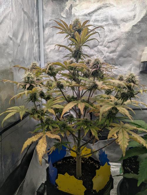 Auto Grow 25 No12 - Do-Si-Dos Auto. Week 9 - Day 62