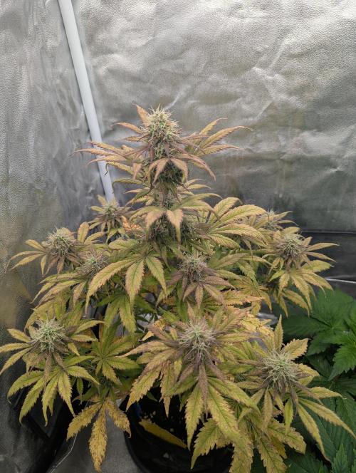 Auto Grow 25 No12 - Do-Si-Dos Auto. Week 9 - Day 62