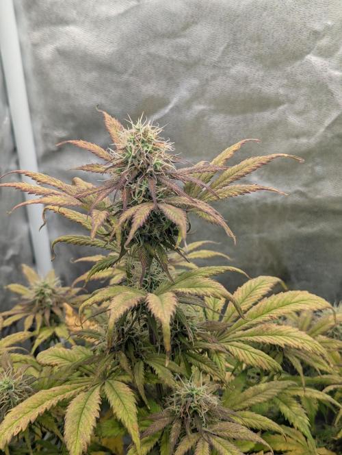 Auto Grow 25 No12 - Do-Si-Dos Auto. Week 9 - Day 62