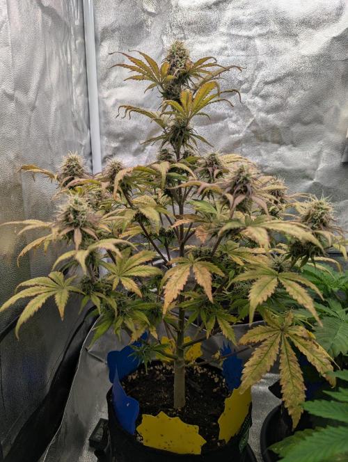Auto Grow 25 No12 - Do-Si-Dos Auto. Week 10 - Day 65