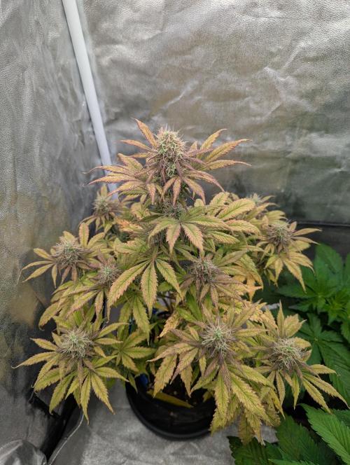 Auto Grow 25 No12 - Do-Si-Dos Auto. Week 10 - Day 65