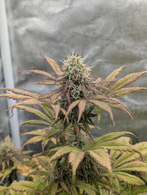 Auto Grow 25 No12 - Do-Si-Dos Auto. Week 10 - Day 65