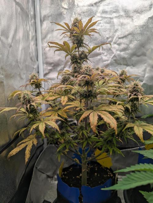 Auto Grow 25 No12 - Do-Si-Dos Auto. Week 10 - Day 67