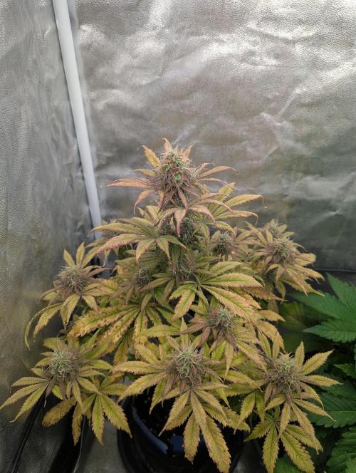 Auto Grow 25 No12 - Do-Si-Dos Auto. Week 10 - Day 67