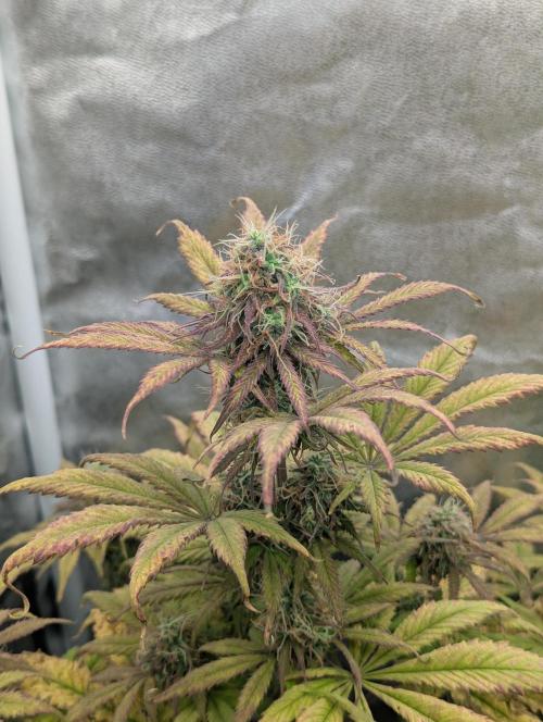 Auto Grow 25 No12 - Do-Si-Dos Auto. Week 10 - Day 67