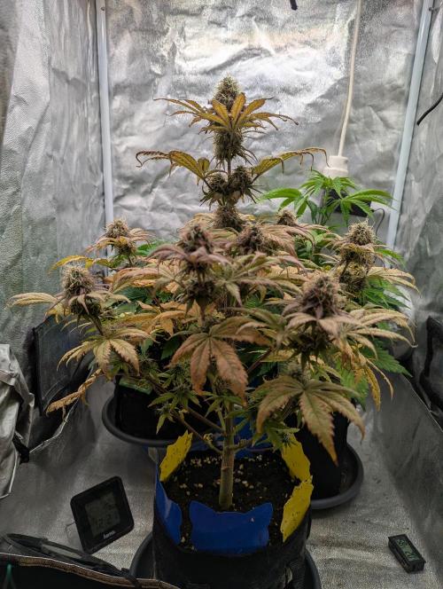 Auto Grow 25 No12 - Do-Si-Dos Auto. Week 10 - Day 69