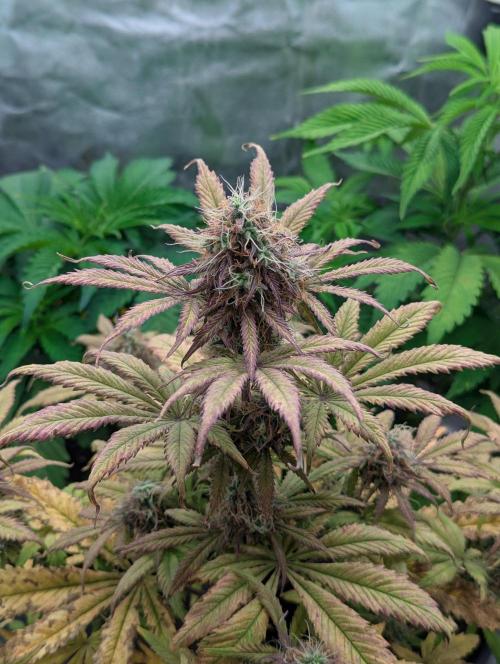 Auto Grow 25 No12 - Do-Si-Dos Auto. Week 10 - Day 69