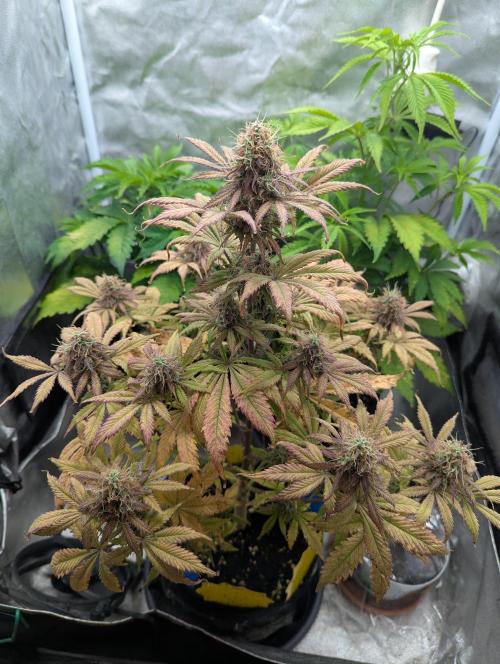 Auto Grow 25 No12 - Do-Si-Dos Auto. Week 11 - Day 72