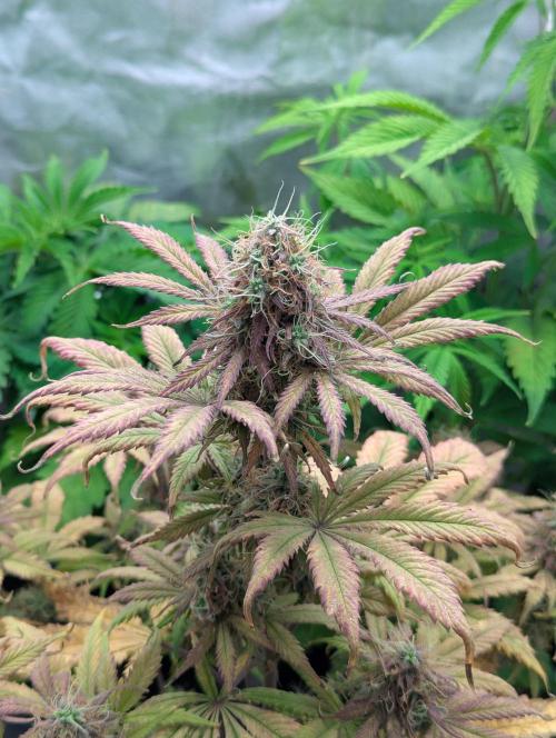 Auto Grow 25 No12 - Do-Si-Dos Auto. Week 11 - Day 72