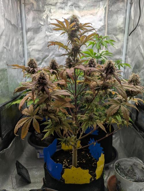 Auto Grow 25 No12 - Do-Si-Dos Auto. Week 11 - Day 72