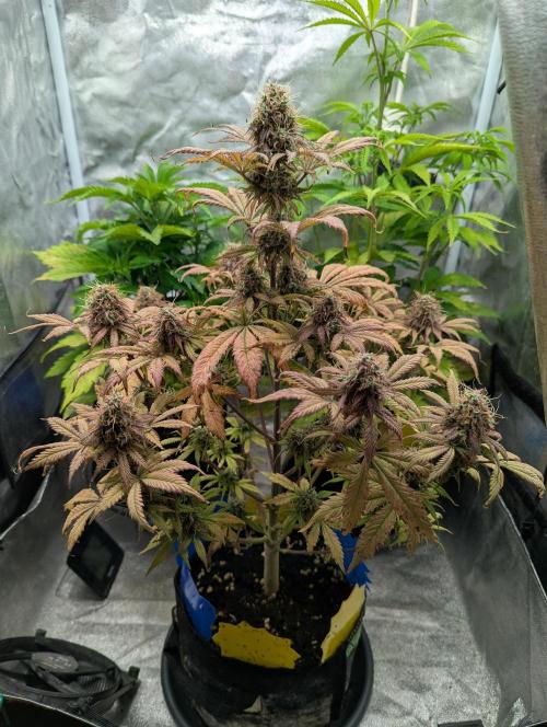 Auto Grow 25 No12 - Do-Si-Dos Auto. Week 11 - Day 76