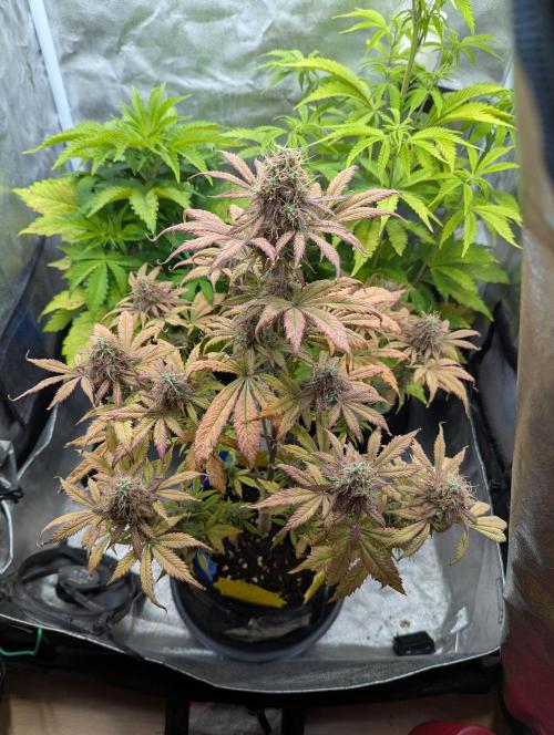 Auto Grow 25 No12 - Do-Si-Dos Auto. Week 11 - Day 76