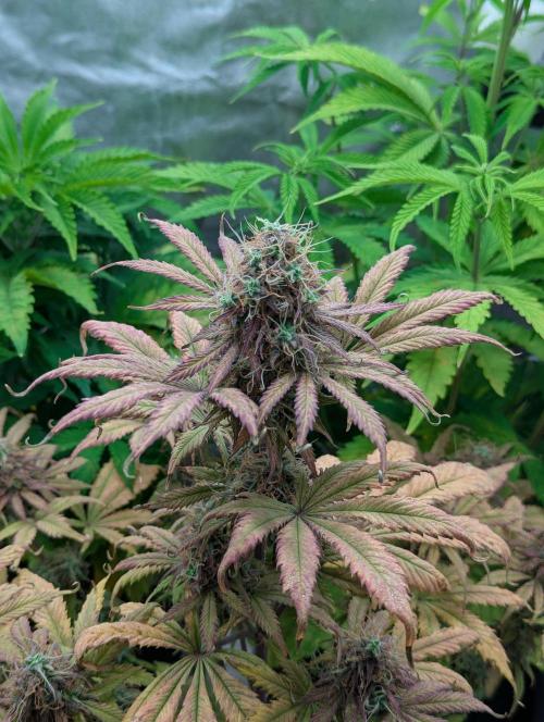 Auto Grow 25 No12 - Do-Si-Dos Auto. Week 11 - Day 76