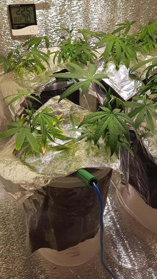 Gorilla Glue 7 mayo 25