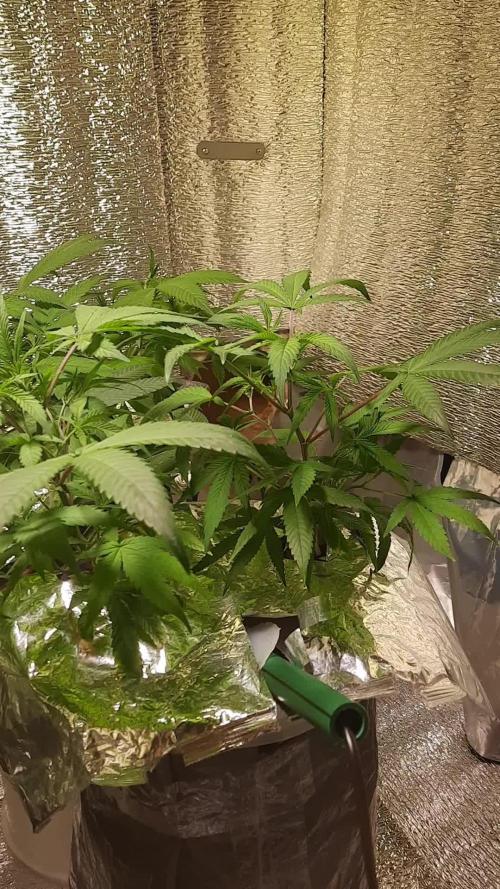 Gorilla Glue 7 mayo 25