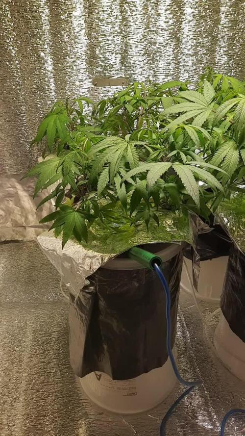 Gorilla Glue 7 mayo 25