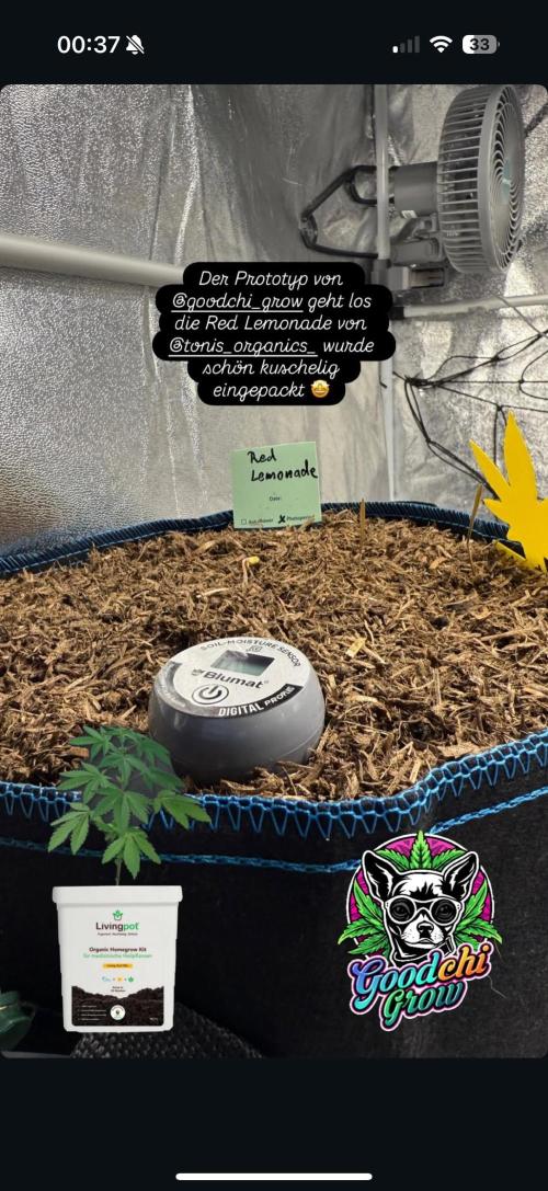 Red Lemonade. Week 1 - Tag 1 