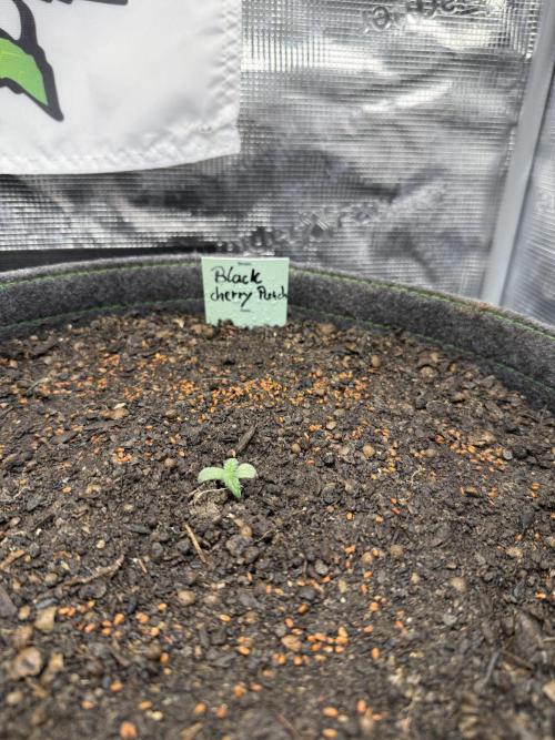 3 Sorten schaut vorbei. Week 1 - Black cherry punch an Tag 5 
Ich hoffe sie gibt bald Gas :) 