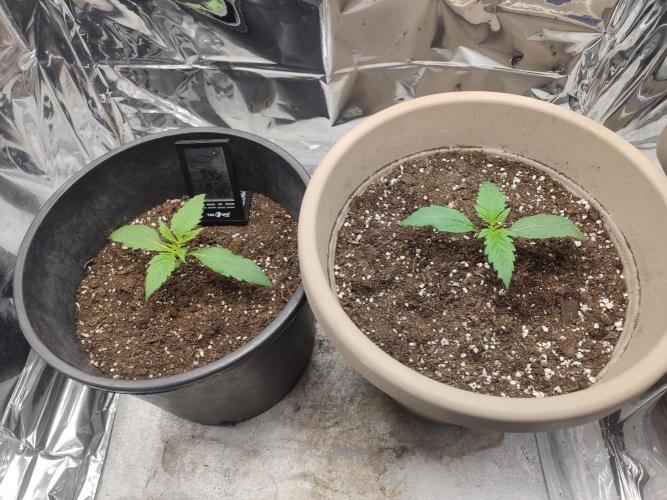 Indoor Crystal Candy XL auto. Week 2