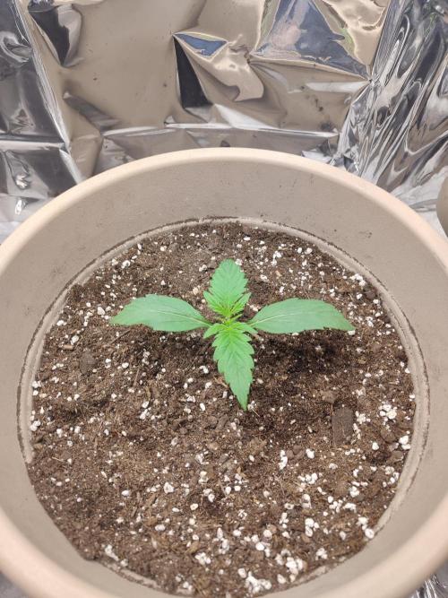 Indoor Crystal Candy XL auto. Week 2