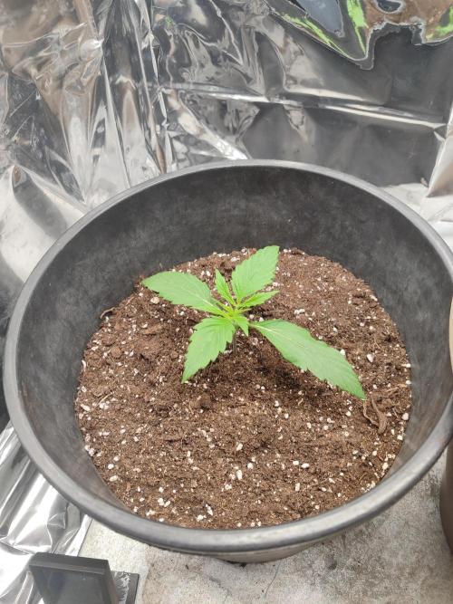 Indoor Crystal Candy XL auto. Week 2