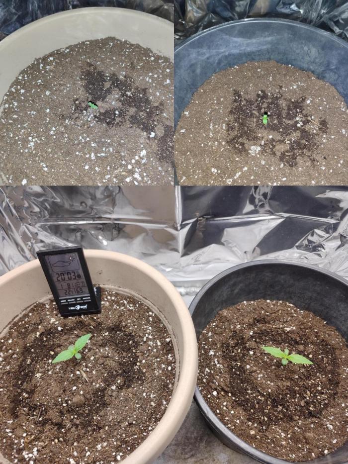 Indoor Crystal Candy XL auto. Week 1