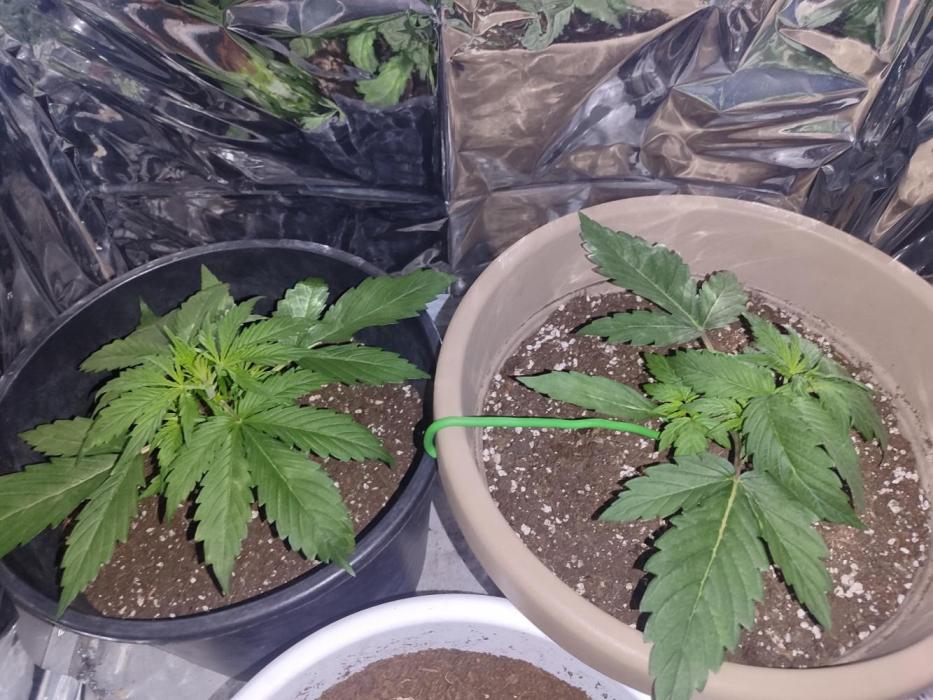 Indoor Crystal Candy XL auto. Week 3