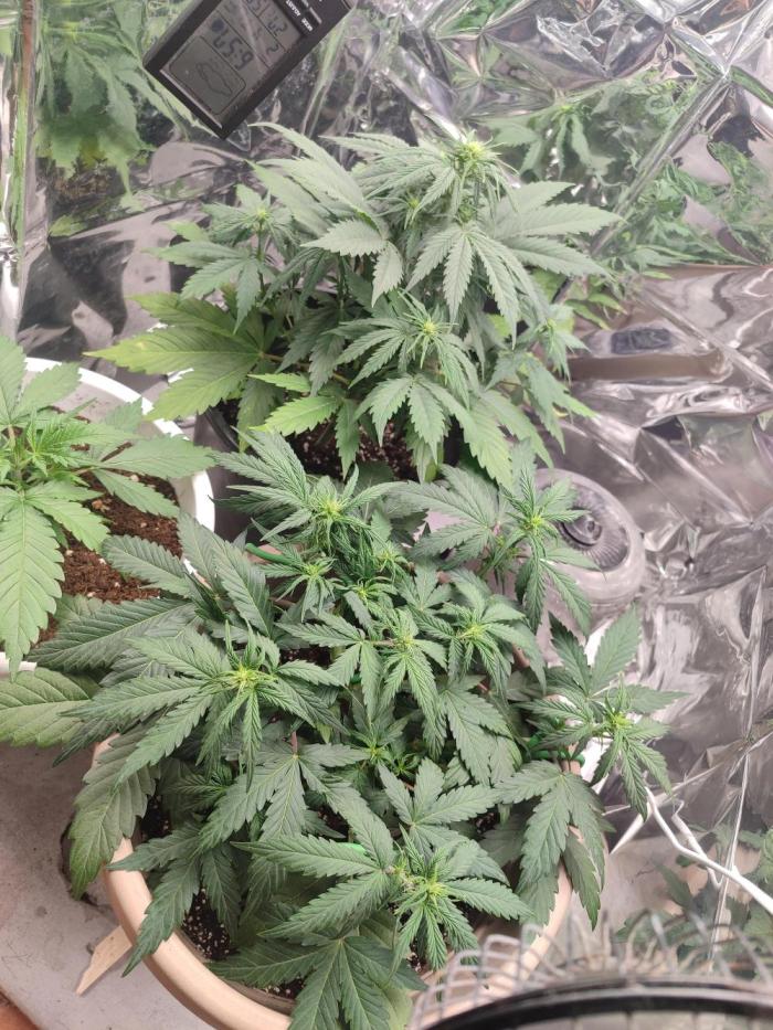 Indoor Crystal Candy XL auto. Week 5