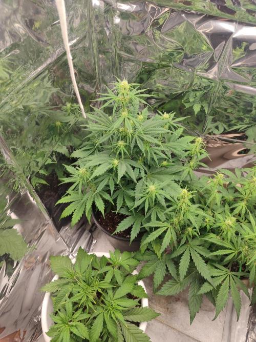 Indoor Crystal Candy XL auto. Week 6