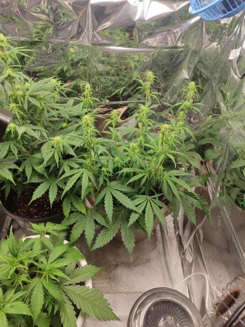 Indoor Crystal Candy XL auto. Week 6