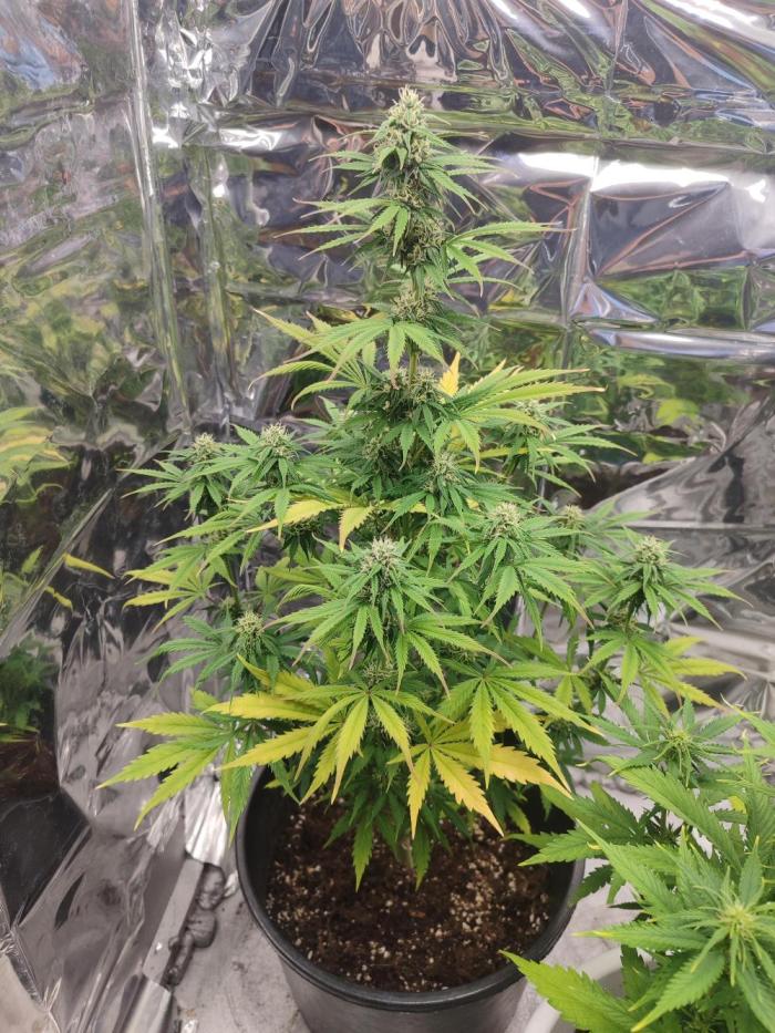 Indoor Crystal Candy XL auto. Week 8