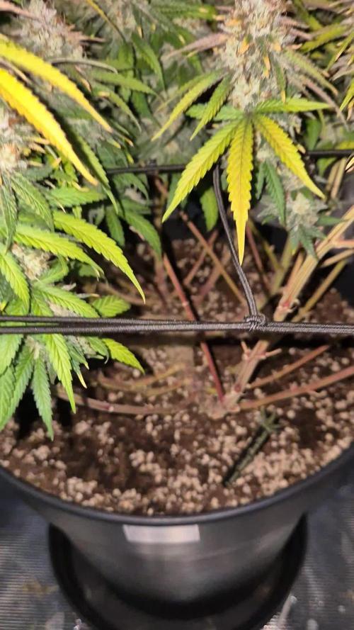 Lemon Shining Silver Haze [RQS]