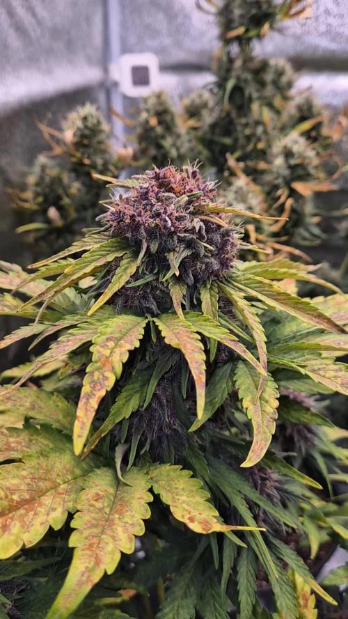 Fast Buds quartet