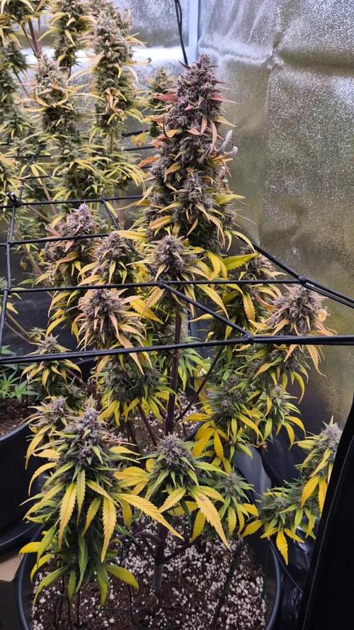 Fast Buds quartet