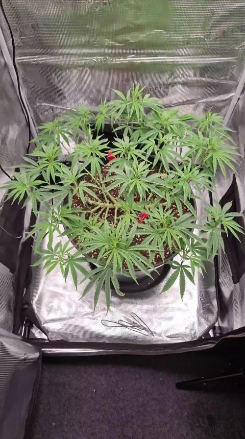 Lemon Shining Silver Haze [RQS]