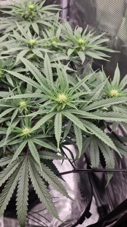 Lemon Shining Silver Haze [RQS]