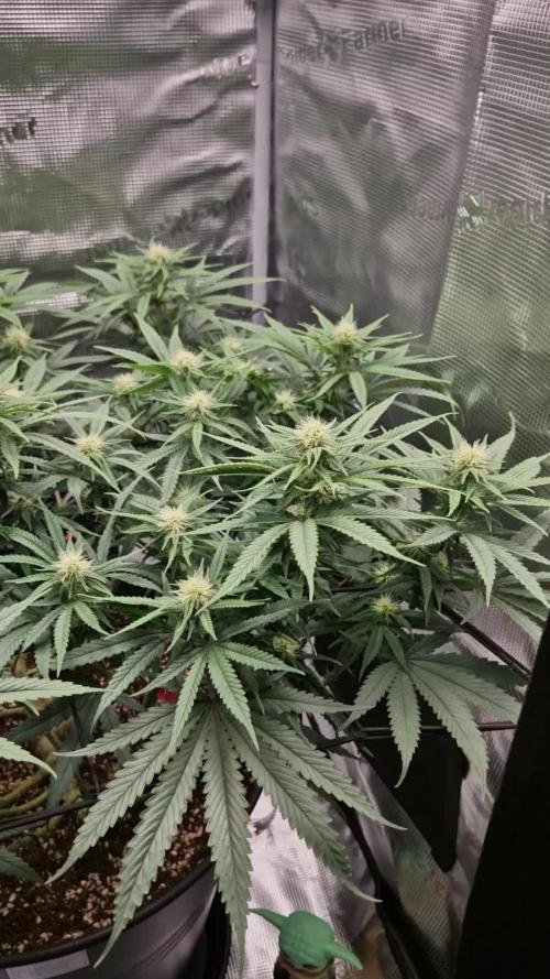 Lemon Shining Silver Haze [RQS]