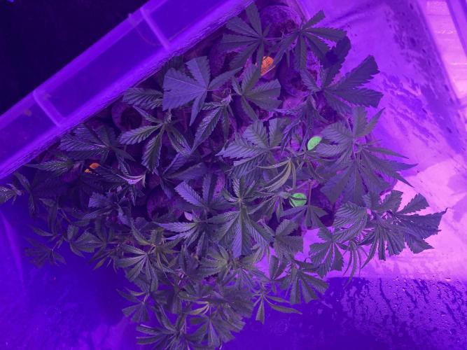 Dank Canna - Grow Legend. Week 0 - Not from Seeds, but clones Day 1. 