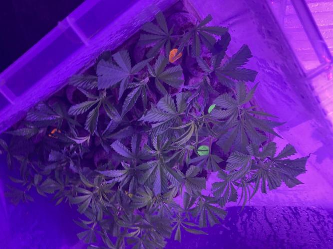 Dank Canna - Grow Legend. Week 0 - Not from Seeds, but clones Day 1. 