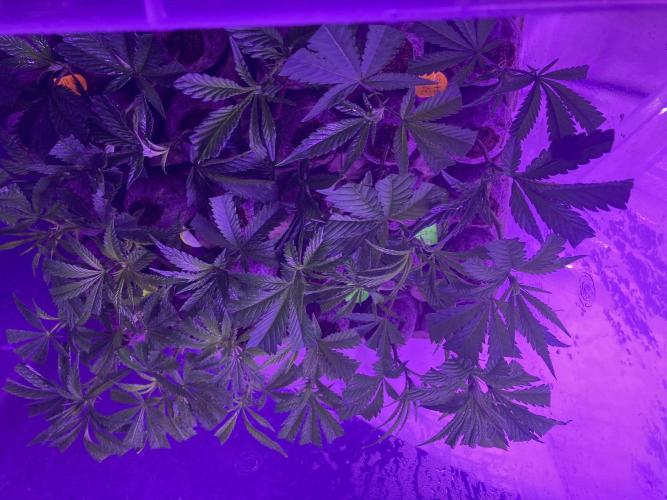 Dank Canna - Grow Legend. Week 0 - Not from Seeds, but clones Day 1. 