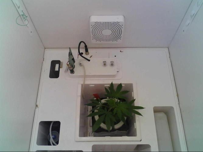 Sunday_Lab | Super Lemon Haze #01. Week 1 - Pic taken from Sunday Camera