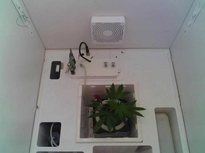 Sunday_Lab | Super Lemon Haze #01