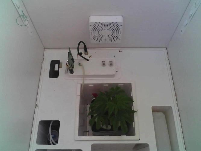 Sunday_Lab | Super Lemon Haze #01