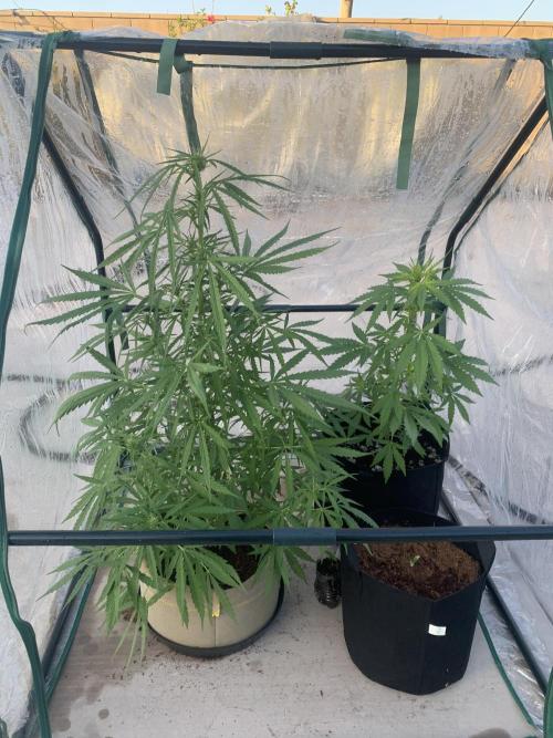 2024 winter outdoor grow. Week 0